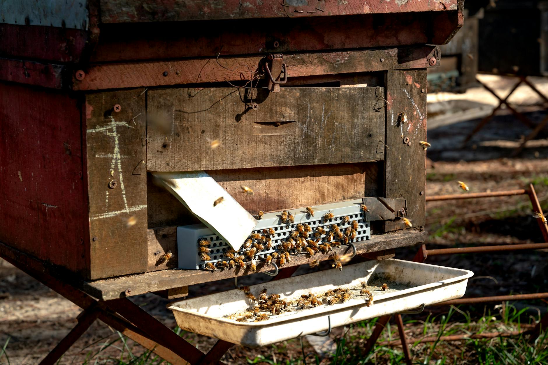 Bienen am Stock